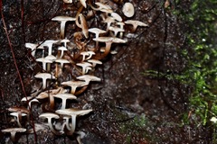 Roridomyces austrororidus