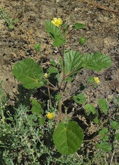 Abutilon malvifolium