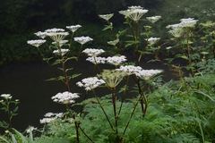 Ligusticopsis wallichiana