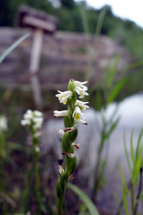 Spiranthes lucida