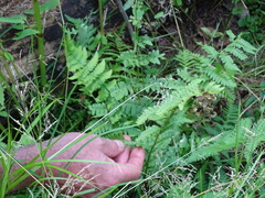 Dryopteris × boottii