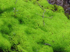 Diobelonella palustris