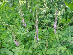 Hedysarum occidentale