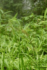 Cyperus distans