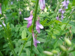 Hedysarum occidentale