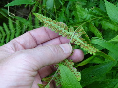 Dryopteris × boottii
