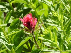 Castilleja parviflora