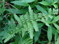 Dryopteris × boottii