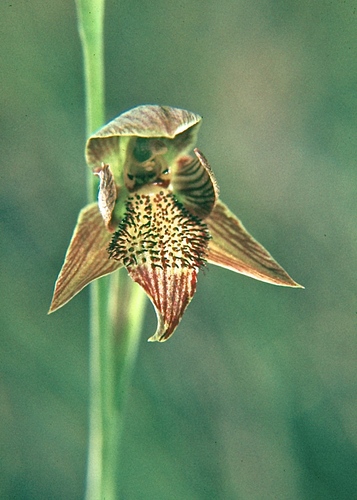 Bald-tip Beard-orchid (Calochilus richiae)