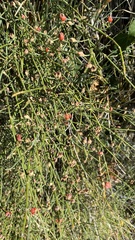 Ephedra distachya