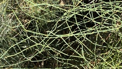 Ephedra distachya