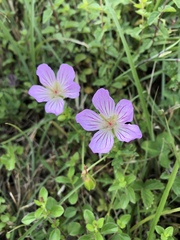 Geranium hayatanum