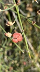 Ephedra distachya