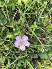 Geranium hayatanum