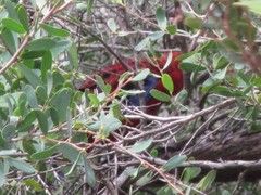 Platycercus elegans elegans