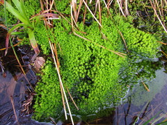 Diobelonella palustris