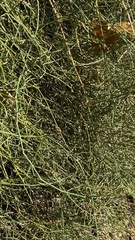 Ephedra distachya