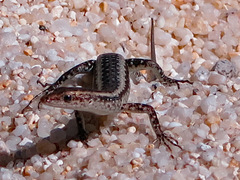 Cryptoblepharus virgatus