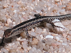 Cryptoblepharus virgatus