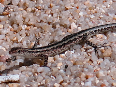 Cryptoblepharus virgatus