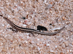 Cryptoblepharus virgatus