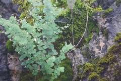 Thalictrum virgatum