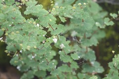 Thalictrum virgatum