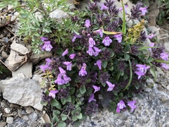 Clinopodium laxiflorum