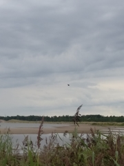 Haliaeetus albicilla