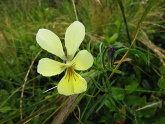 Viola lutea sudetica