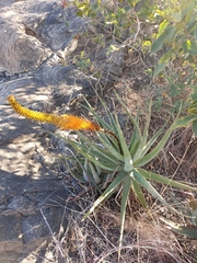 Aloe castanea