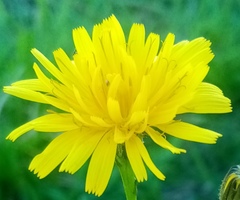 Scorzoneroides autumnalis