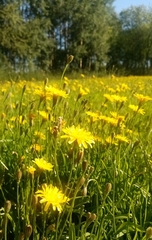 Scorzoneroides autumnalis