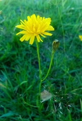 Scorzoneroides autumnalis