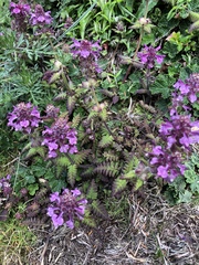 Pedicularis refracta transmorrisonensis
