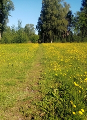 Scorzoneroides autumnalis