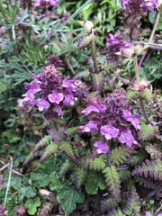 Pedicularis refracta transmorrisonensis