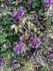 Pedicularis refracta transmorrisonensis