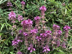 Pedicularis refracta transmorrisonensis