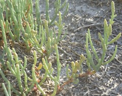 Salicornia rubra