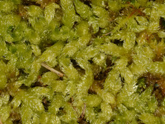 Hypnum cupressiforme lacunosum