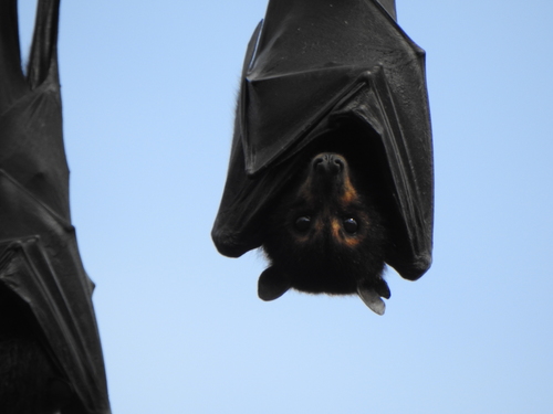 Black Flying Fox