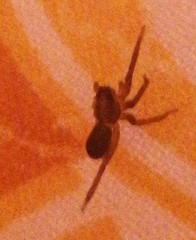 Trabea paradoxa