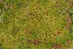 Hypnum cupressiforme lacunosum