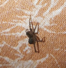 Trabea paradoxa