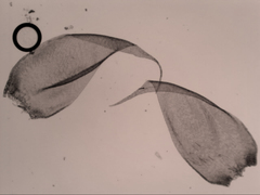 Hypnum cupressiforme lacunosum