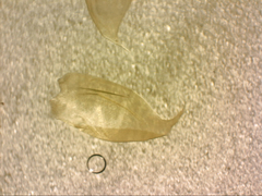 Hypnum cupressiforme lacunosum