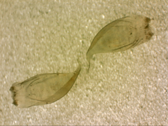 Hypnum cupressiforme lacunosum