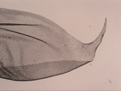 Hypnum cupressiforme lacunosum