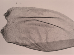 Hypnum cupressiforme lacunosum